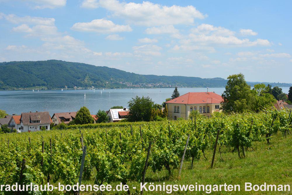 Wein am Bodensee - Königsweingarten in Bodman