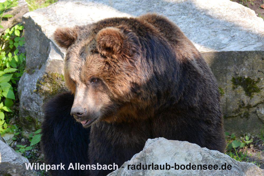 Radurlaub am Bodensee - Wildpark Allensbach